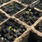Sprouting plants